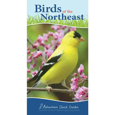 Birds of the Northeast Quick Guide