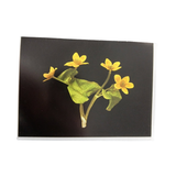 Mohonk Flower Lantern Slide Greeting Cards