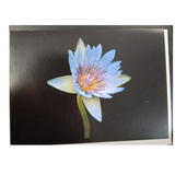 Mohonk Flower Lantern Slide Greeting Cards