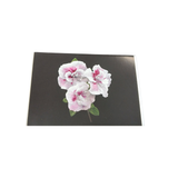 Mohonk Flower Lantern Slide Greeting Cards