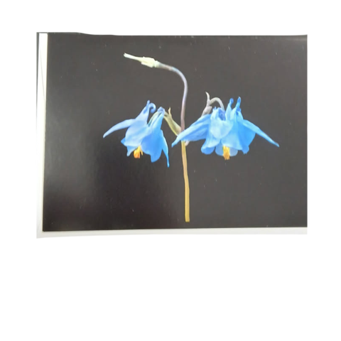 Mohonk Flower Lantern Slide Greeting Cards
